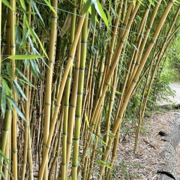 Bambus filostachys złotobruzdowy (Phyllostachys aureosulcata 'Aureocaulis') drzewiasty ogrodowy mrozoodporny