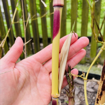 Bambus filostachys złotobruzdowy (Phyllostachys aureosulcata 'Aureocaulis') drzewiasty ogrodowy mrozoodporny