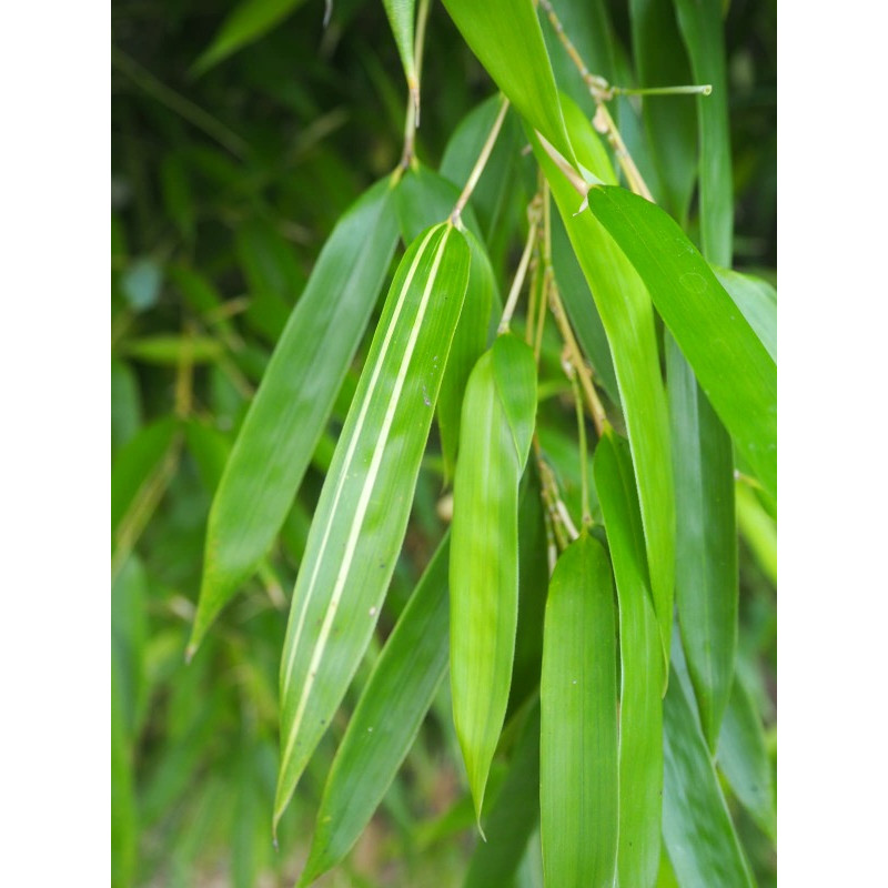 Filostachys aureosulcata 'Spectabilis' (Phyllostachys aureosulcata) - bambus drzewasty ogrodowy