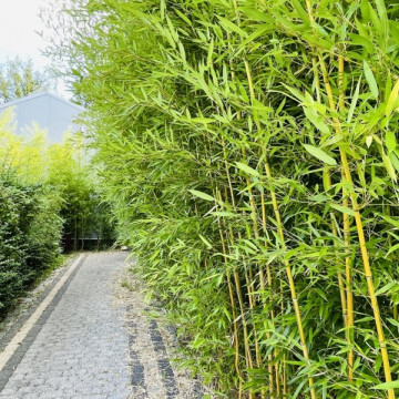 Filostachys aureosulcata 'Spectabilis' (Phyllostachys aureosulcata) - bambus drzewasty ogrodowy