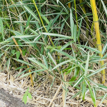 Bambus okrywowy paskowany - Plejoblastus pstry (Pleioblastus variegatus 'Fortunei') - ogrodowy