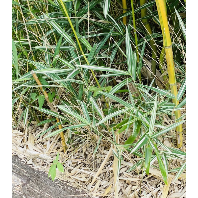 Bambus okrywowy paskowany - Plejoblastus pstry (Pleioblastus variegatus 'Fortunei') - ogrodowy