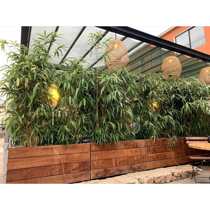 Pseudosasa japońska (Pseudosasa japonica) - bambus ogrodowy mrozoodporny