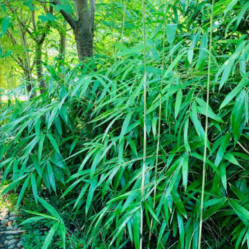 Pseudosasa japońska (Pseudosasa japonica) - bambus ogrodowy mrozoodporny