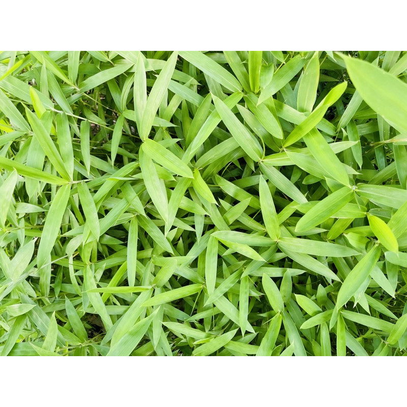 Sasaella gałęzista (Sasaella ramosa/Pleioblastus vagans) - bambus okrywowy - zdjęcie poglądowe