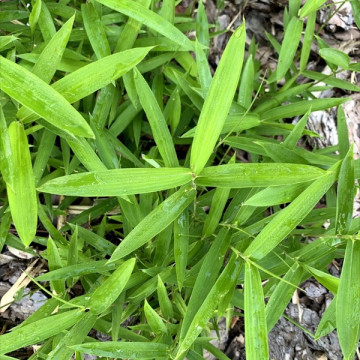 Sasaella gałęzista (Sasaella ramosa/Pleioblastus vagans) - bambus okrywowy