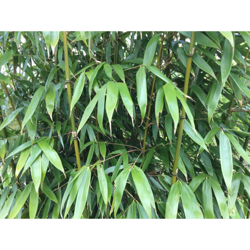 Fargesia olbrzymia (Fargesia robusta) - zdjęcie poglądowe