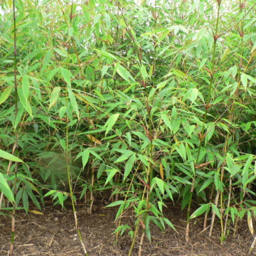 Fargesia olbrzymia (Fargesia robusta) - zdjęcie poglądowe
