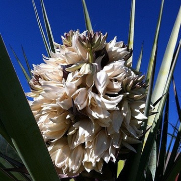 Liście jak sztylety Juka Torrey'ego (Yucca torreyi) nasiona