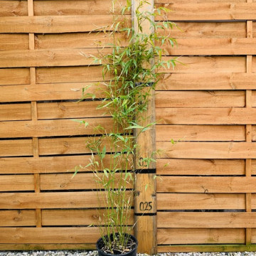 Bambus złocisty (Phyllostachys aurea) - zdjęcie poglądowe - sadzonka 5 l