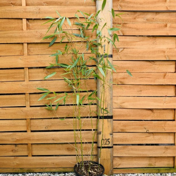 Fargesia olbrzymia (Fargesia robusta) - sadzonka 5 l