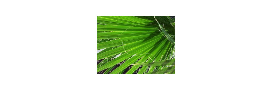 Najlepsze nasiona palm pokojowych i palm mrozoodpornych