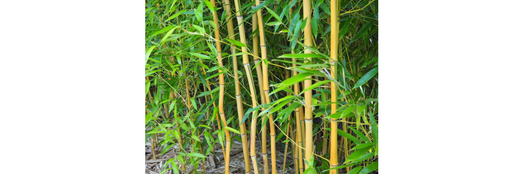 Najlepsze sadzonki bambusów w Polsce